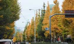 出張マッサージプラチナ通り