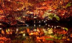 出張マッサージ八芳園