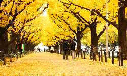 出張マッサージ銀杏並木