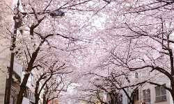 出張マッサージ茅場町さくら