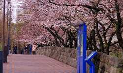 出張マッサージ永田町桜並木